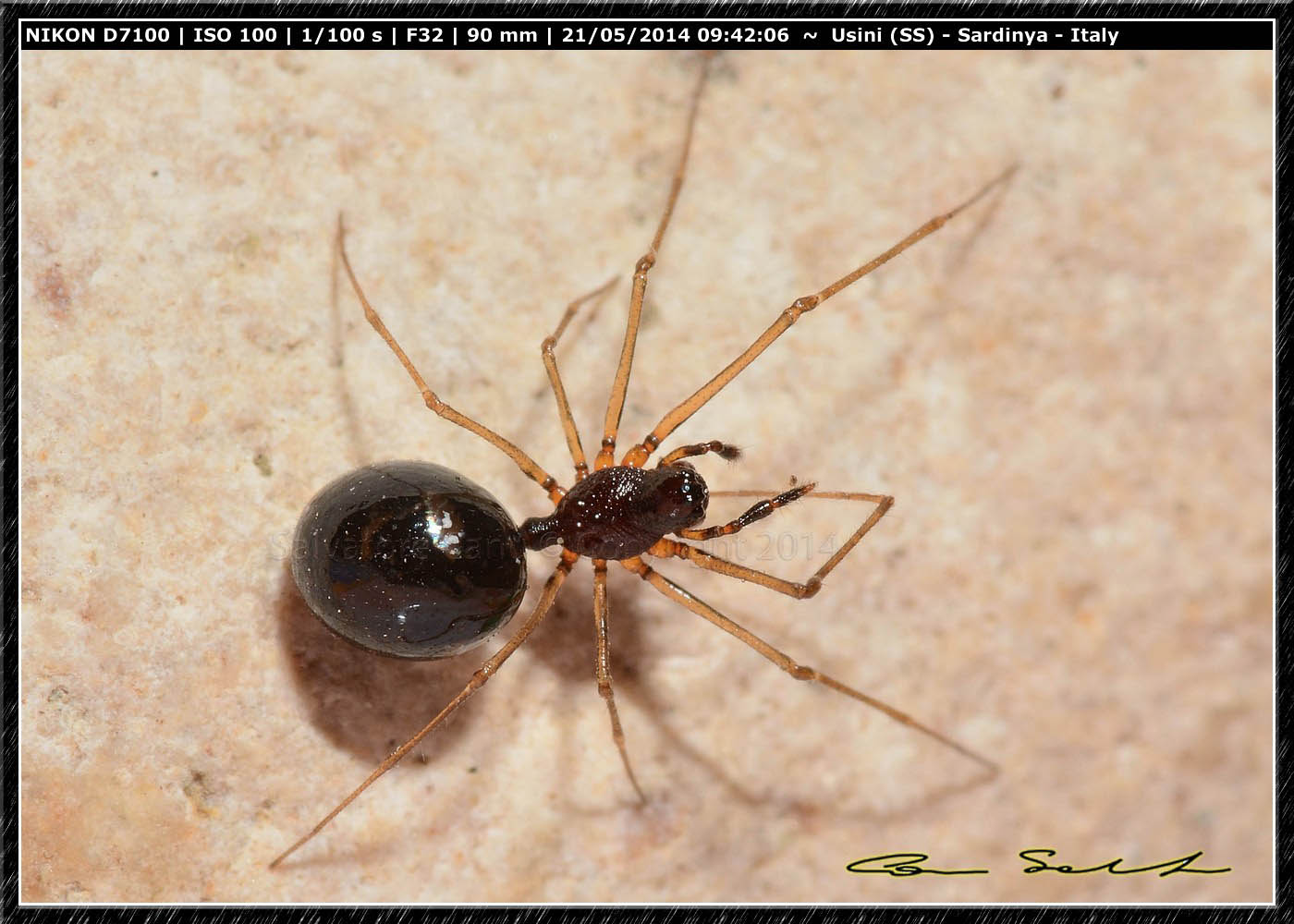 Cresmatoneta sp. - Usini (SS)